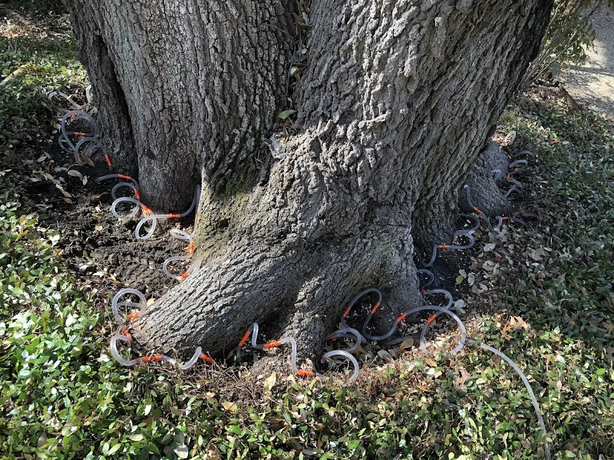 Detailed Tree Cabling and Bracing job site in Red Creek