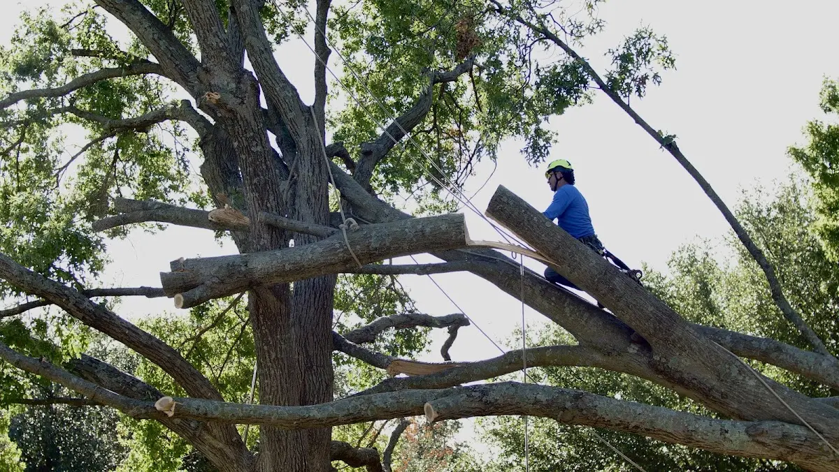 Professional Crown Thinning performed by certified arborists in Red Creek