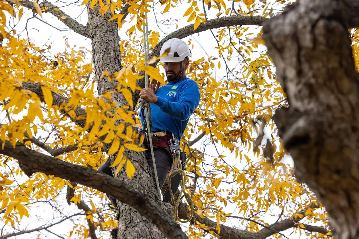 Skilled Tree Pruning crew working in Red Creek