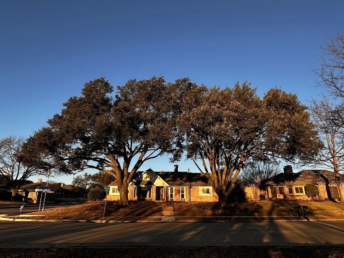 Established residential canopy tree shading a home in Red Creek